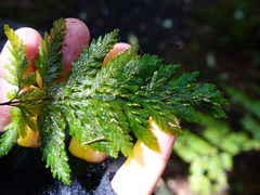 Abrodictyum elongatum