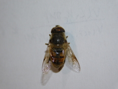 Eristalis tenax