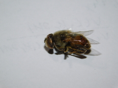 Eristalis tenax