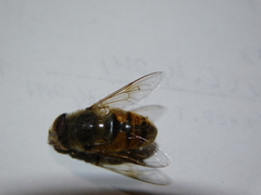 Eristalis tenax
