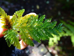 Abrodictyum elongatum