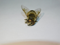Eristalis tenax
