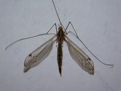 Tipulidae