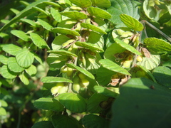 Phyllodium pulchellum