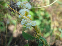 Cuscuta australis