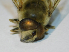 Eristalis tenax