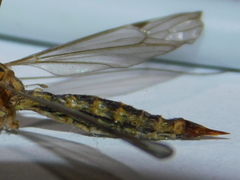 Tipulidae