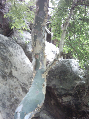 Commiphora caerulea image