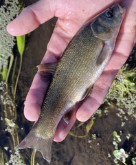 Siphateles bicolor