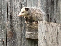 Didelphis virginiana