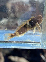 Clinocottus globiceps