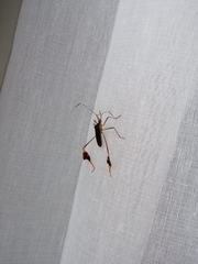 Anisoscelis marginellus