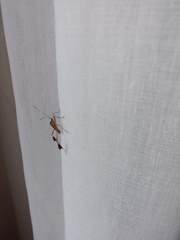 Anisoscelis marginellus