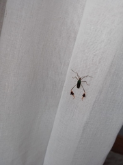 Anisoscelis marginellus