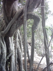 Ficus abutilifolia