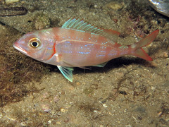 Pagellus erythrinus