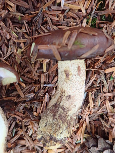 Boletinus punctatipes image