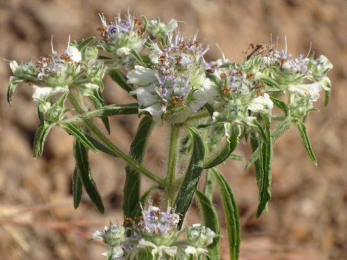 Haumaniastrum caeruleum image