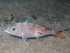 Pagellus erythrinus