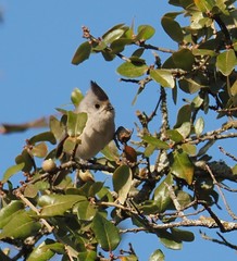 Baeolophus bicolor × atricristatus