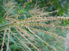 Miscanthus sacchariflorus