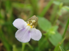 Yamazakia pusilla