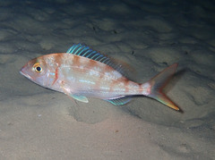 Pagellus erythrinus