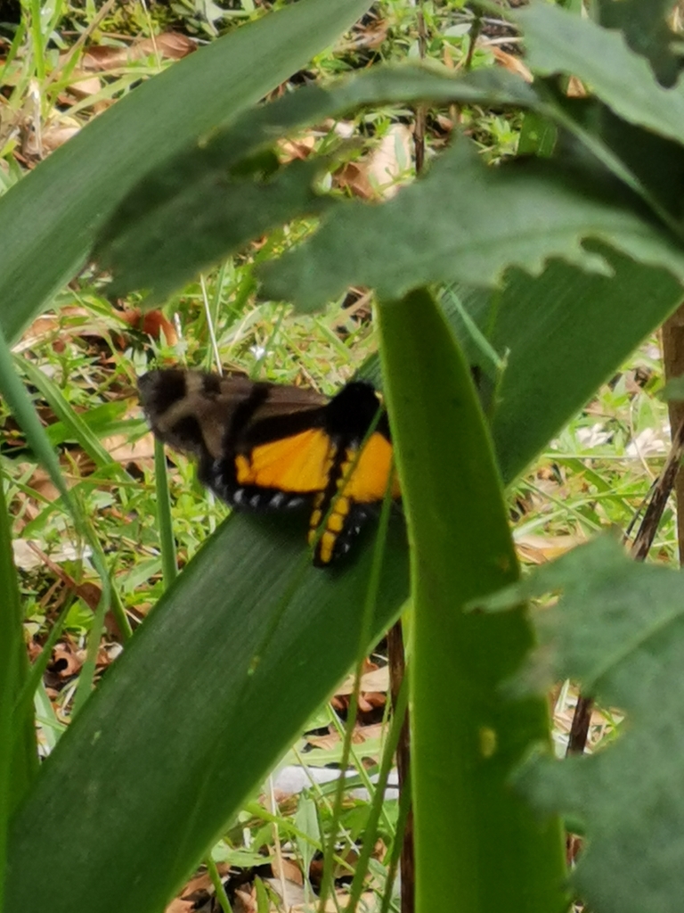 Dysschema fanatica