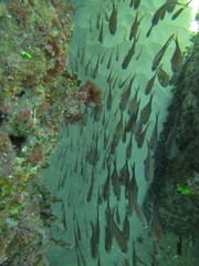 Pempheris schwenkii