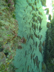 Pempheris schwenkii