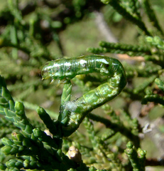 Macaria multilineata