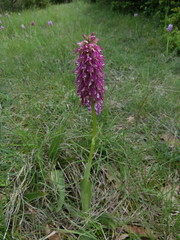 Orchis × bergonii