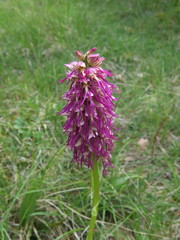 Orchis × bergonii