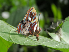 Anteros carausius carausius