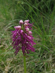 Orchis × bergonii