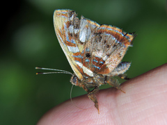 Anteros carausius carausius