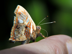 Anteros carausius carausius