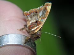 Anteros carausius carausius