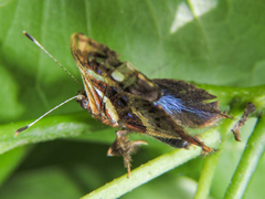 Anteros carausius carausius