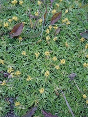 Azorella trifurcata