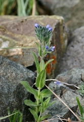 Veronica ciliata