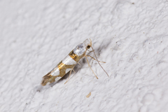 Argyresthia brockeella