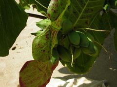Terminalia ferdinandiana