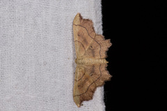 Idaea emarginata