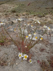 Tripleurospermum inodorum