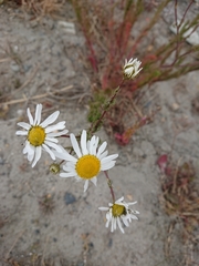 Tripleurospermum inodorum