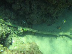 Anampses caeruleopunctatus