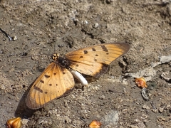 Acraea caecilia