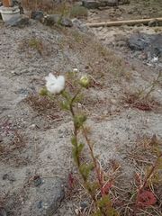 Tripleurospermum inodorum