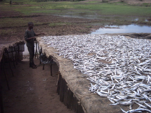 Lake Malawi sardine (Engraulicypris sardella) — Cyprinidae